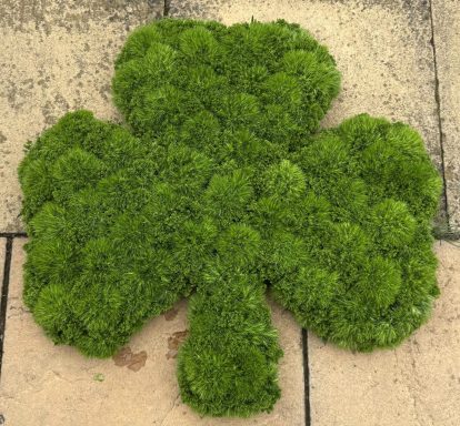 Shamrock